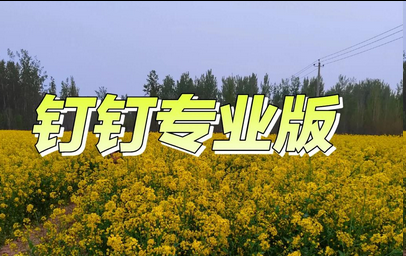 钉钉专业版 钉钉专业版